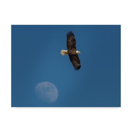 Galloimages Online 'Eagle And Moon' Canvas Art,35x47